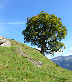 在线DDOS攻击平台